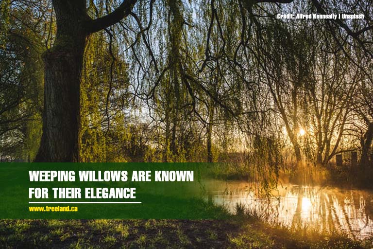 Weeping willows are known for their elegance
