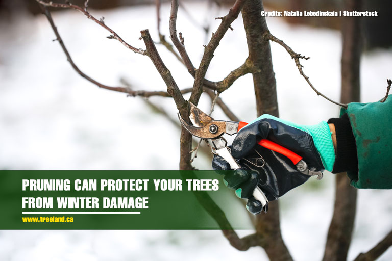  Pruning can protect your trees from winter damage
