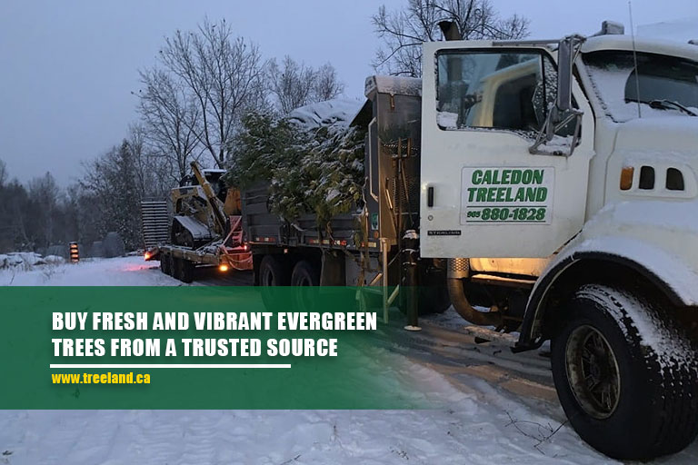 Caption: Buy fresh and vibrant evergreen trees from a trusted source