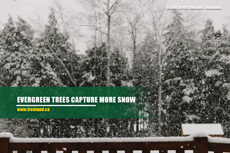  Evergreen trees capture more snow