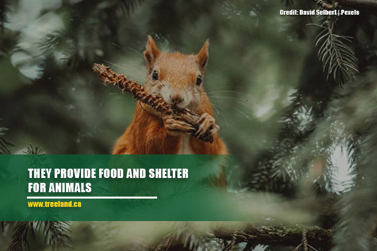 They provide food and shelter for animals