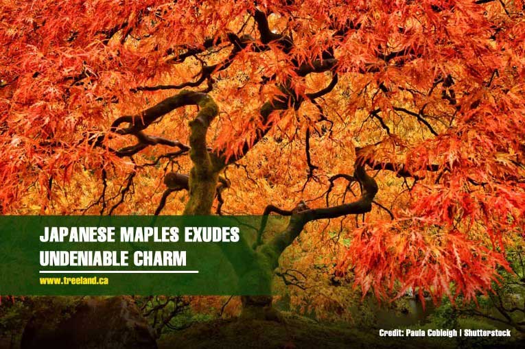 Japanese maples exudes undeniable charm