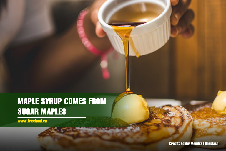 Maple syrup comes from sugar maples