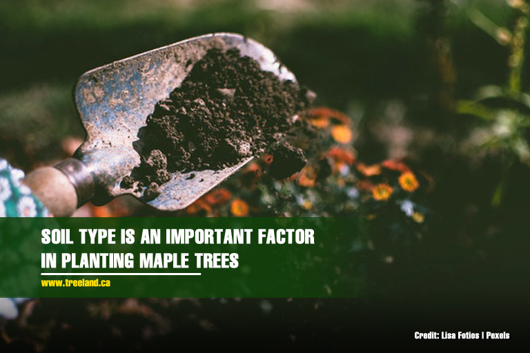 The Pros And Cons Of Planting Maple Trees Caledon Treeland   Soil Type Is An Important Factor In Planting Maple Trees 