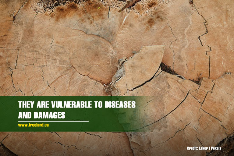 They are vulnerable to diseases and damages