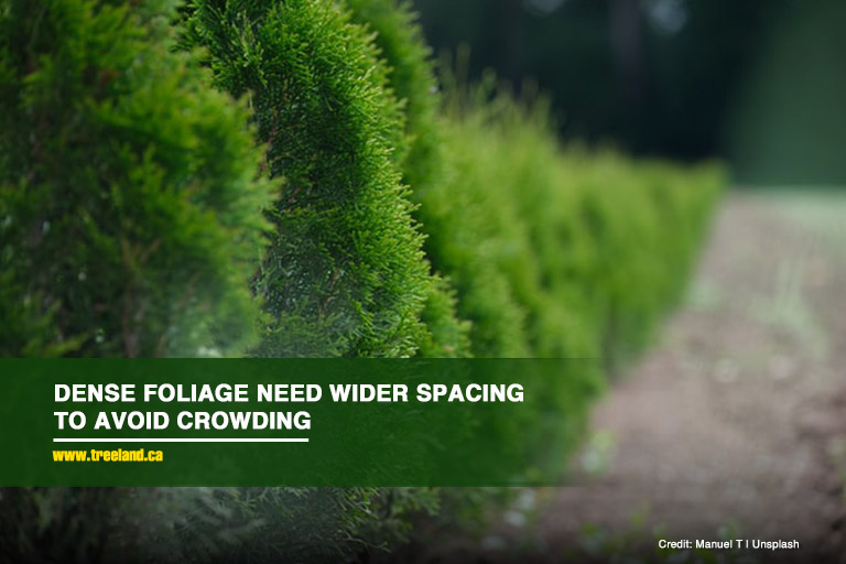 Dense foliage need wider spacing to avoid crowding