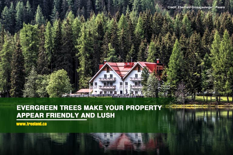  Evergreen trees make your property appear friendly and lush