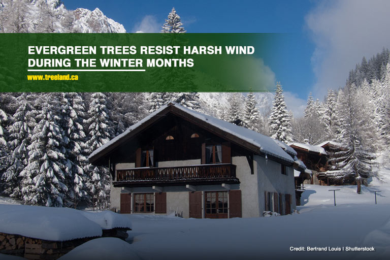 Evergreen trees resist harsh wind during the winter months