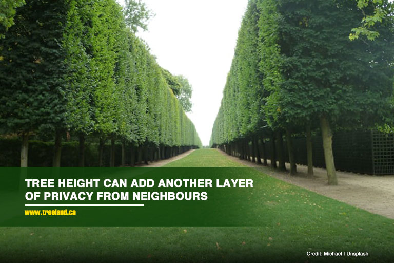 Tree height can add another layer of privacy from neighbours