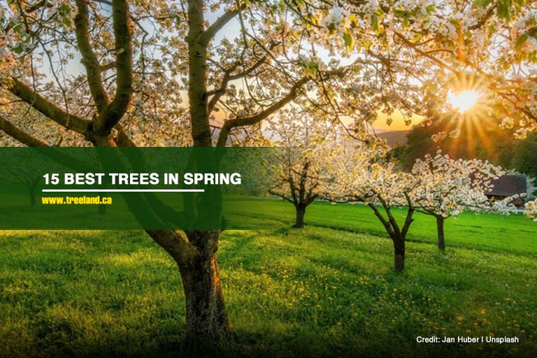 15 Best Trees in Spring - Caledon Treeland