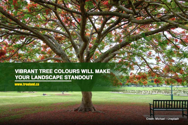 Vibrant tree colours will make your landscape standout