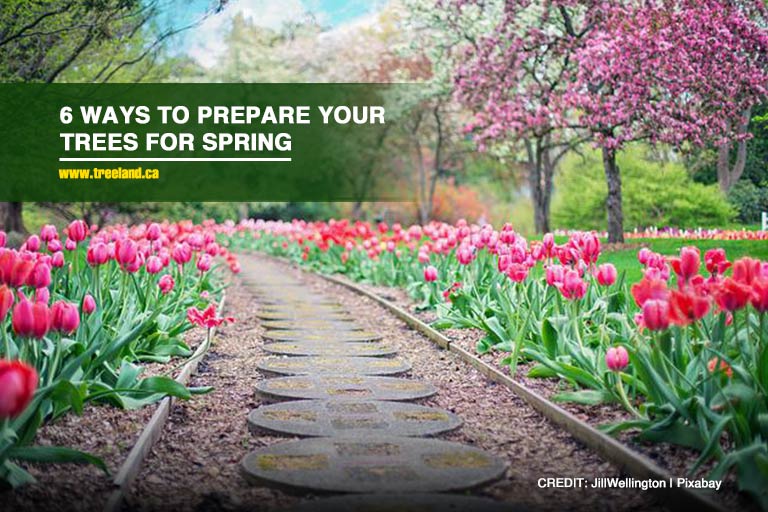 6 Ways to Prepare Your Trees for Spring