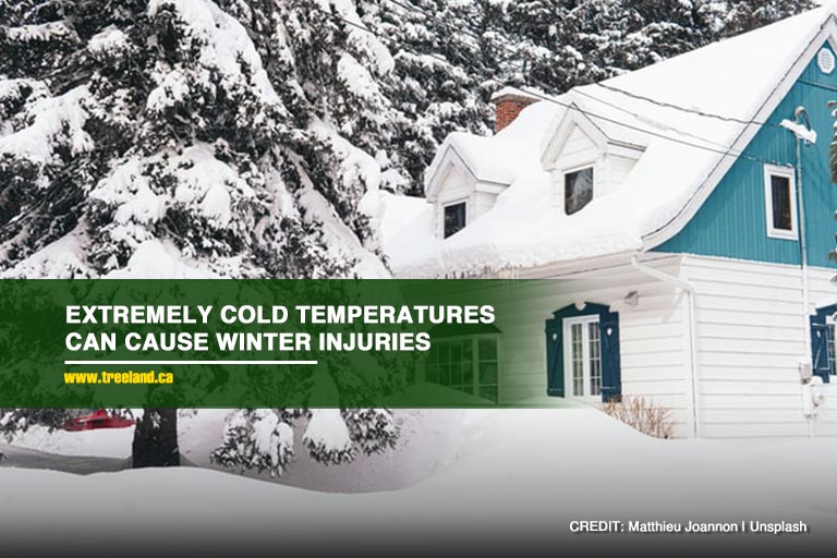 Extremely cold temperatures can cause winter injuries