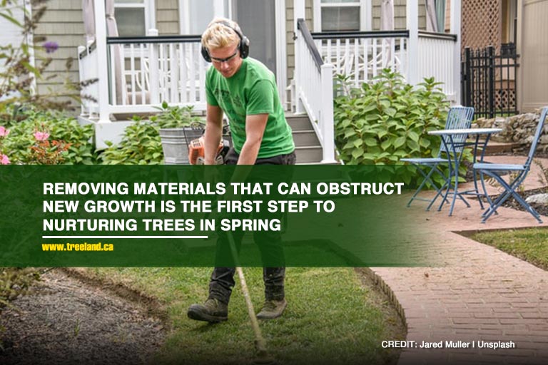 6 Ways to Prepare Your Trees for Spring - Caledon Treeland