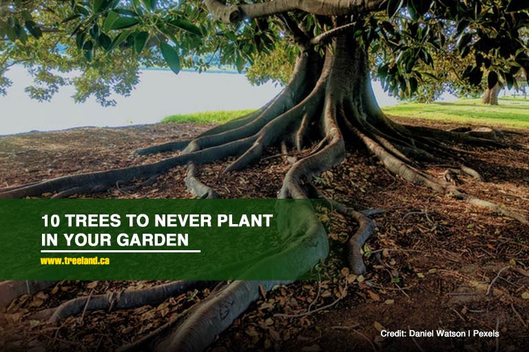 10 Trees to Never Plant in Your Garden