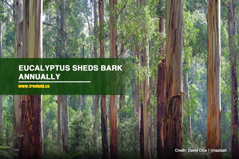 Eucalyptus sheds bark annually