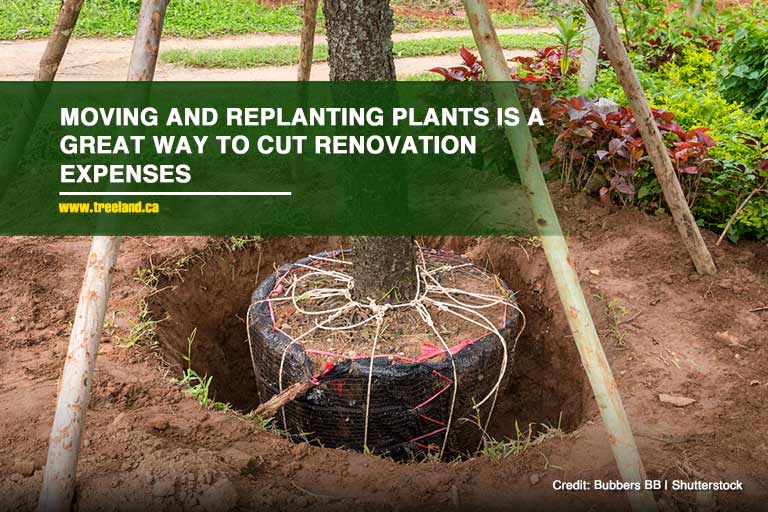 Moving and replanting plants is a great way to cut renovation expenses