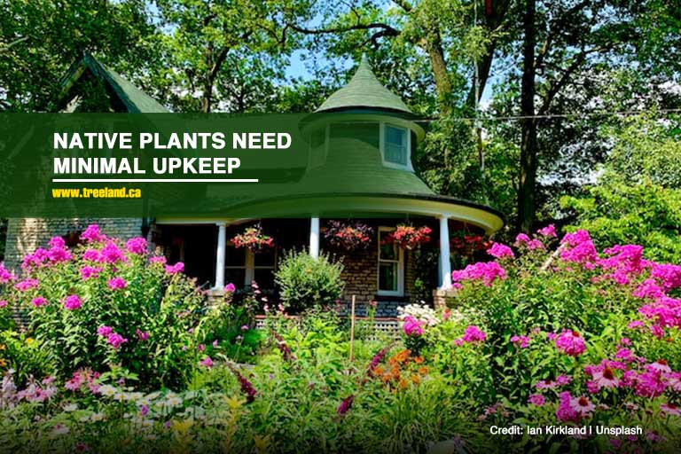 Native plants need minimal upkeep