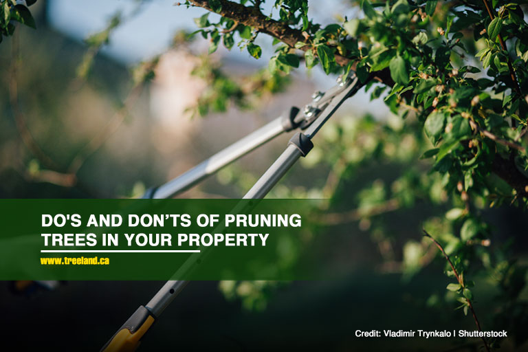 Do’s and Don’ts of Pruning Trees in Your Property