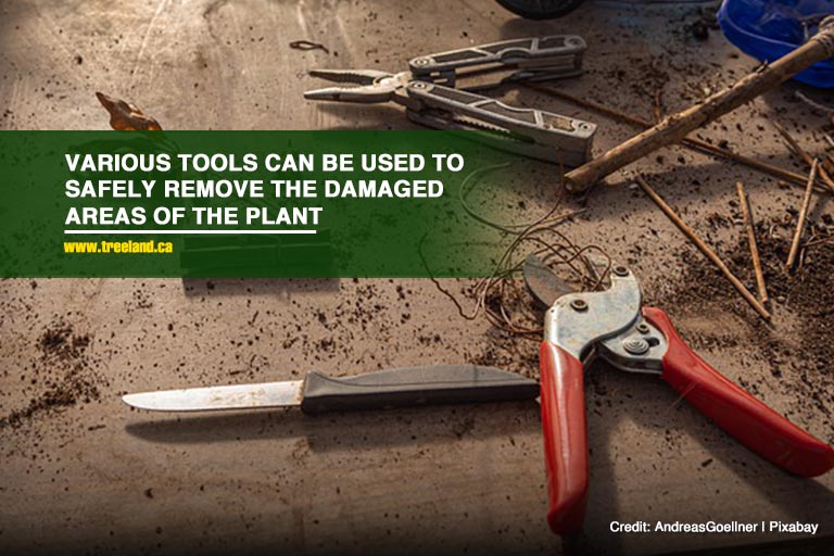 Various tools can be used to safely remove the damaged areas of the plant