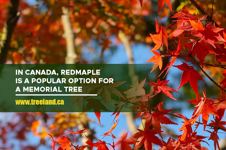 In Canada, red maple is a popular option for a memorial tree