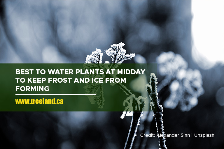 Best to water plants at midday to keep frost and ice from forming