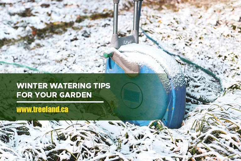 Winter Watering Tips for Your Garden