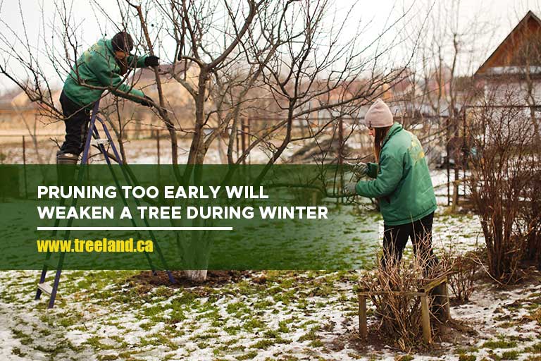 Pruning too early will weaken a tree during winter