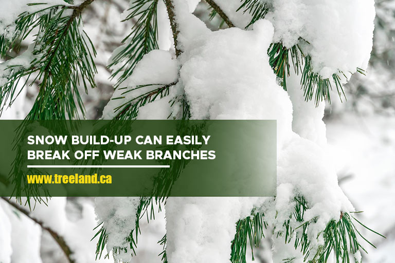 Snow build-up can easily break off weak branches