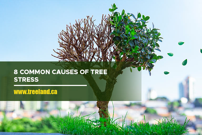 8 Common Causes of Tree Stress