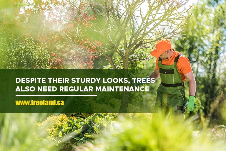 Despite their sturdy looks, trees also need regular maintenance