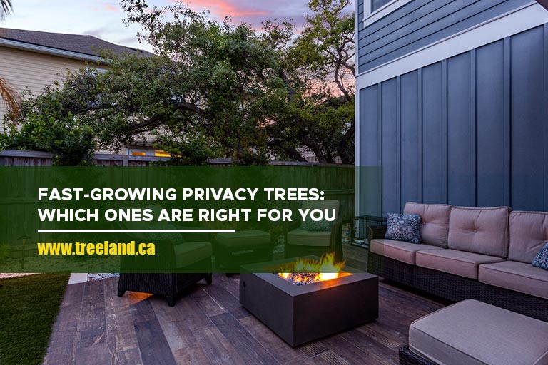 Fast-Growing Privacy Trees: Which Ones Are Right for You