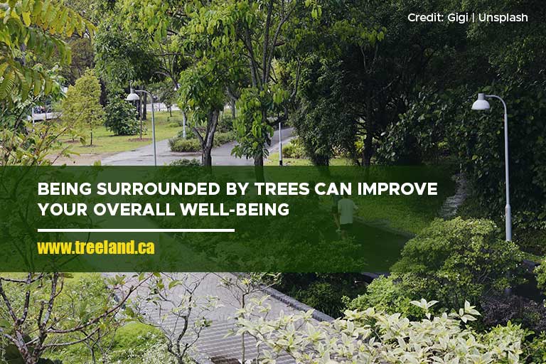 Being surrounded by trees can improve your overall well-being