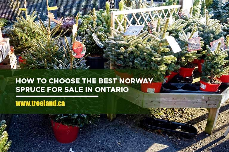 How to Choose the Best Norway Spruce for Sale in Ontario