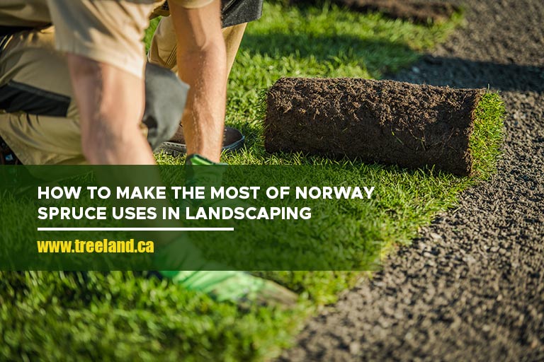 How to Make the Most of Norway Spruce Uses in Landscaping