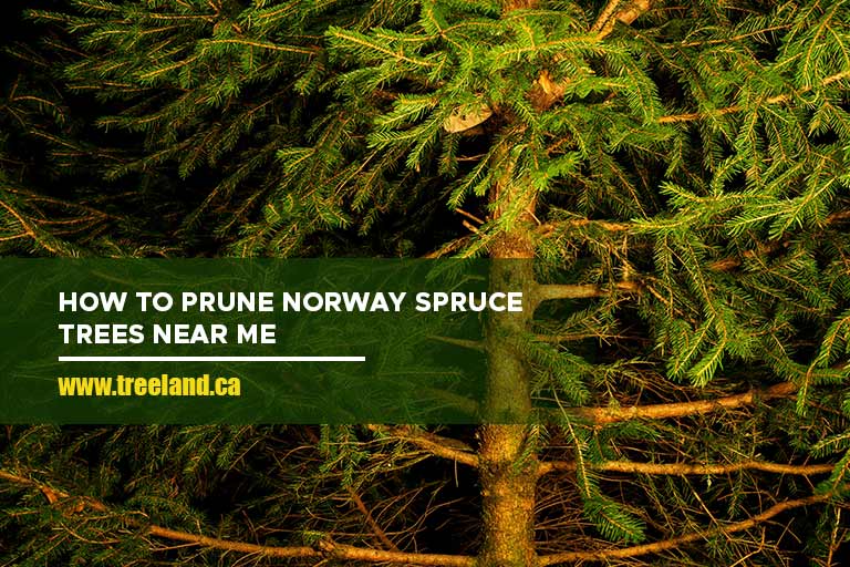 How to Prune Norway Spruce Trees Near Me