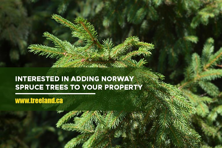 Interested in Adding Norway Spruce Trees to Your Property