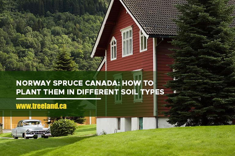 Norway Spruce Canada: How to Plant Them in Different Soil Types