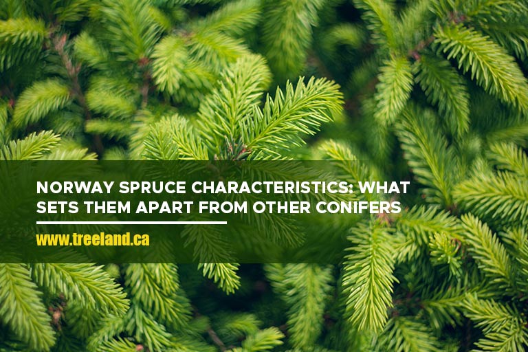 Norway Spruce Characteristics: What Sets Them Apart From Other Conifers