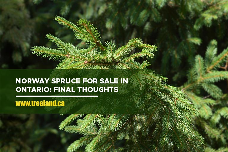 Norway Spruce for Sale in Ontario: Final Thoughts