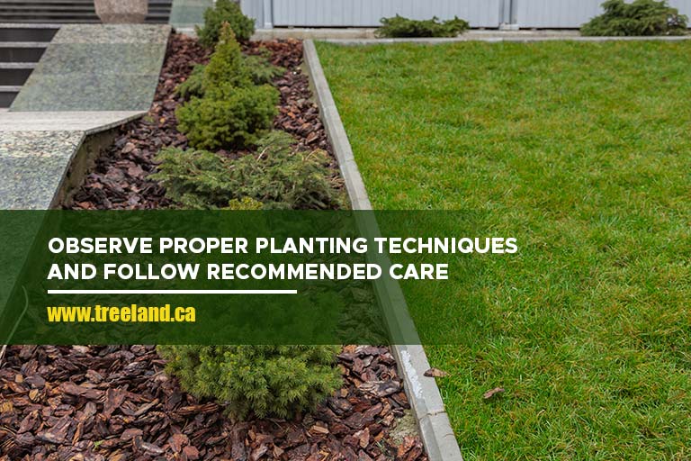 Observe proper planting techniques and follow recommended care