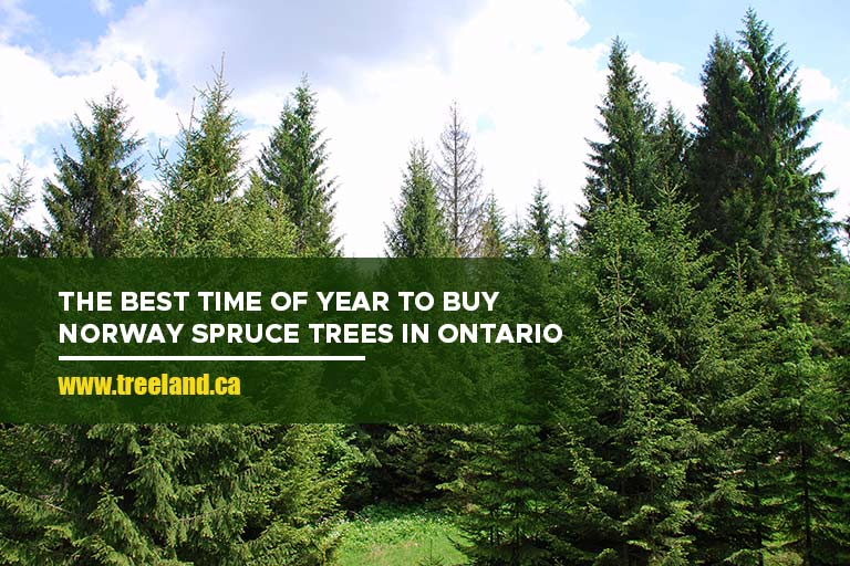 The Best Time of Year to Buy Norway Spruce Trees in Ontario