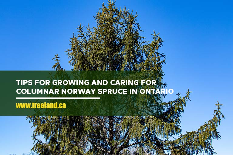 Tips for Growing and Caring for Columnar Norway Spruce in Ontario