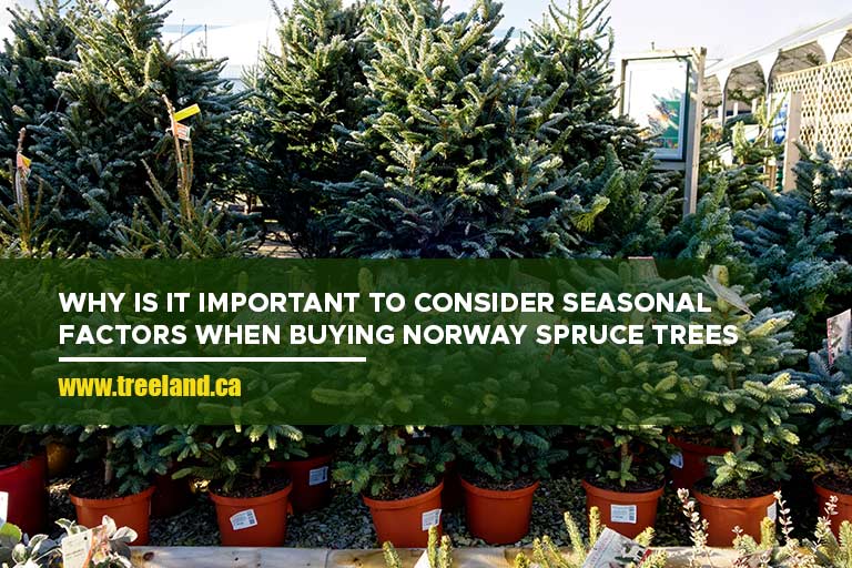 Why is It Important to Consider Seasonal Factors When Buying Norway Spruce Trees