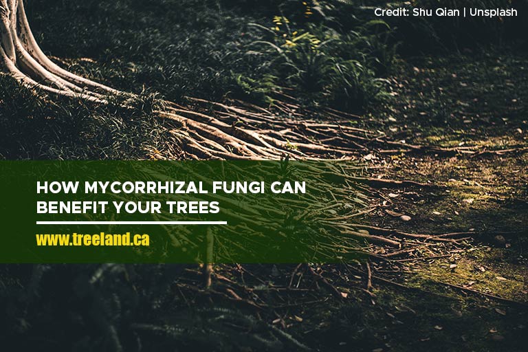 How Mycorrhizal Fungi Can Benefit Your Trees