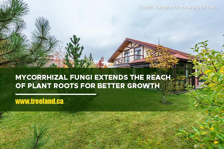 Mycorrhizal fungi extends the reach of plant roots for better growth