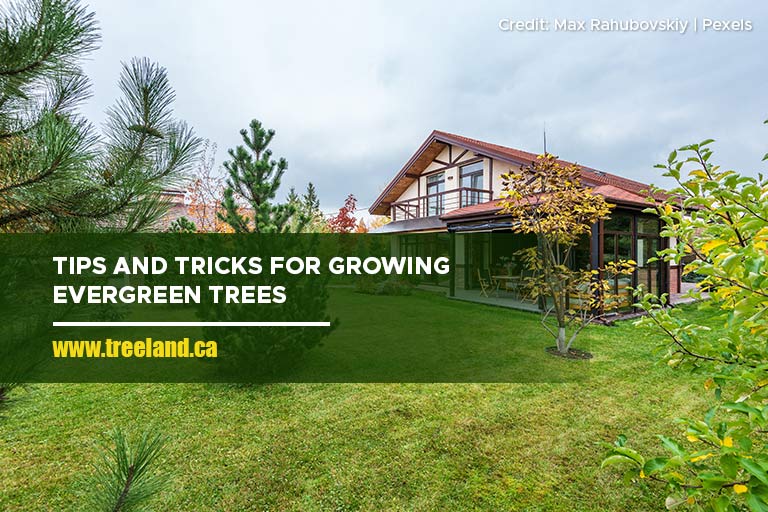 Tips and Tricks for Growing Evergreen Trees