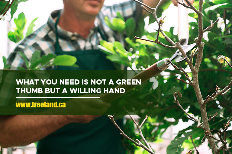 What you need is not a green thumb but a willing hand