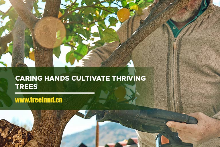 Caring hands cultivate thriving trees