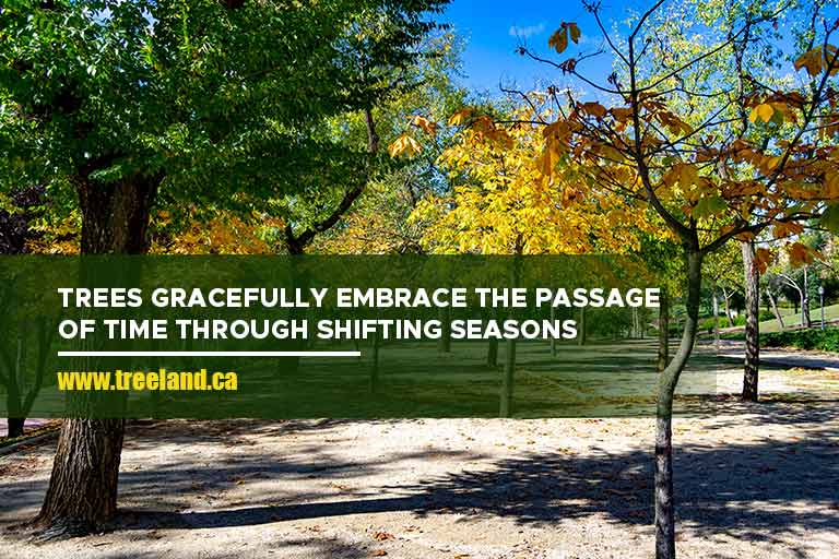 A Guide to Nurturing Trees Through Changing Seasons